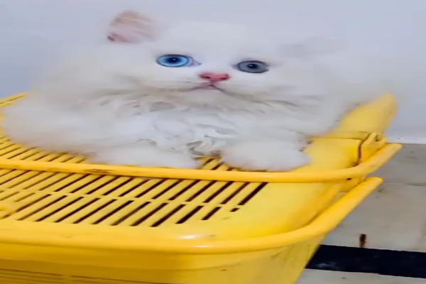 Peu pet shop