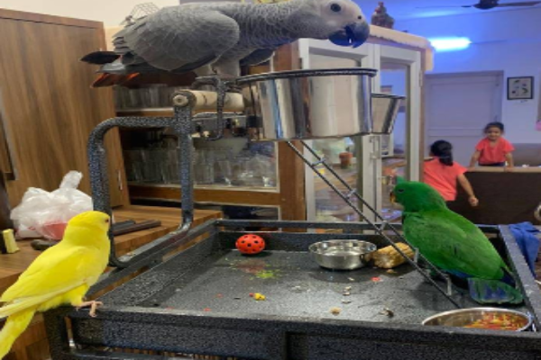 Pets Farm
