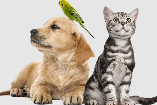 Ariyan Pets