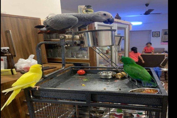 Pets Farm