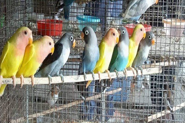 Tales of Joy Pet Shop – Birds | Dogs | Cats | Small Animals & Accessories Kolkata