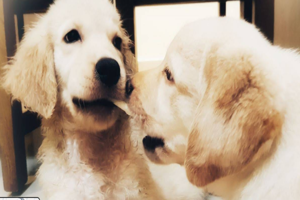 Kolkata Dog Lovers