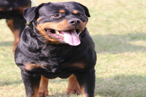 Kolkata Dog Lovers