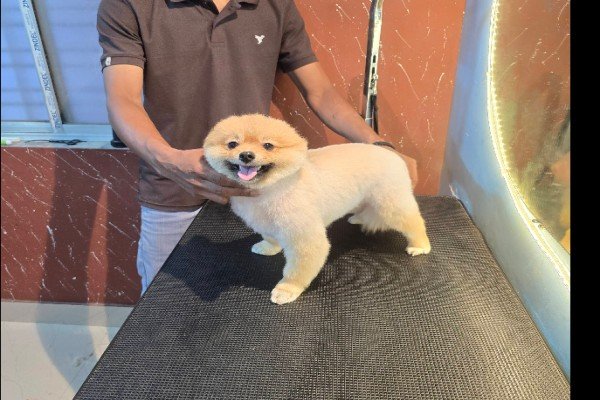 Animal & Pet Care