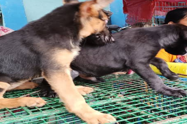 Sokher hat Pet Market