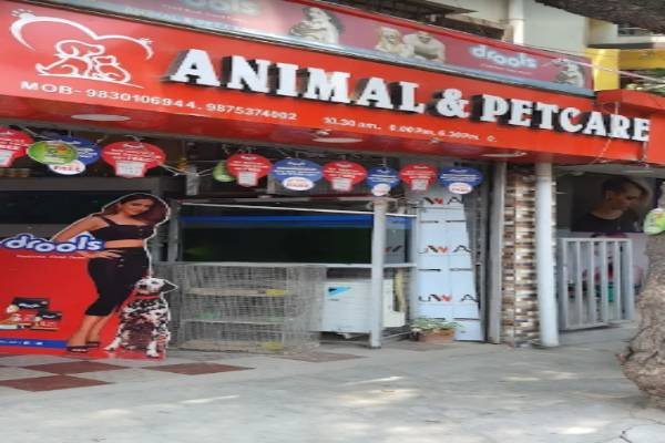 Pet & Animal