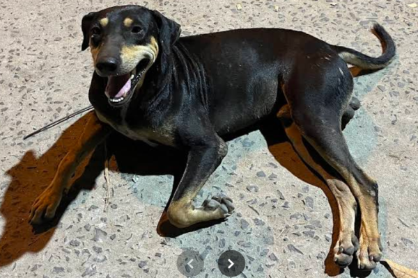 Kolkata Pet Cab