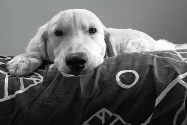Dog World