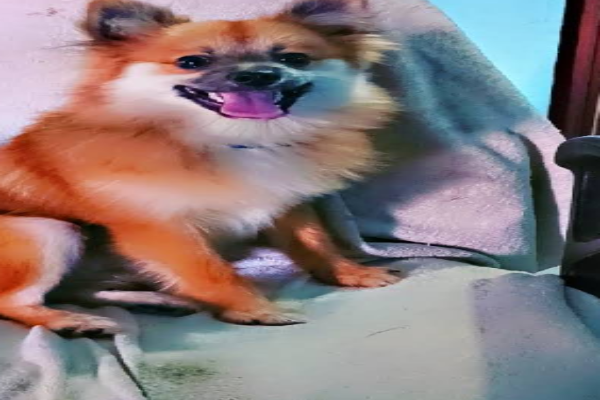 Tulip pet rescue