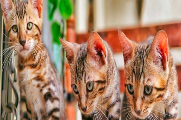 Ariyan Pets