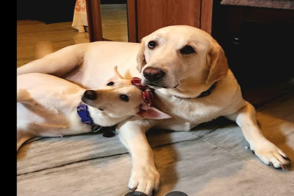 Care For Pets