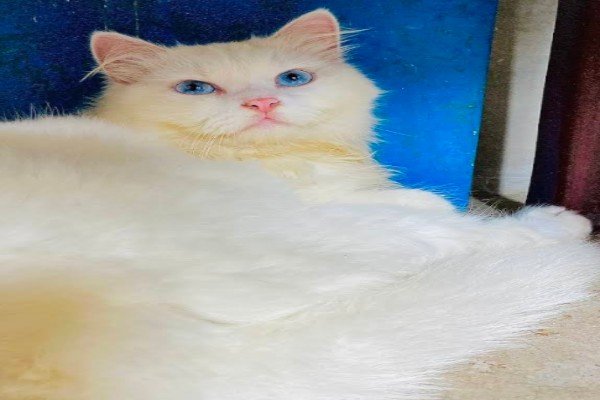 Animal Lovers Pet Shop & Clinic (Taratala)