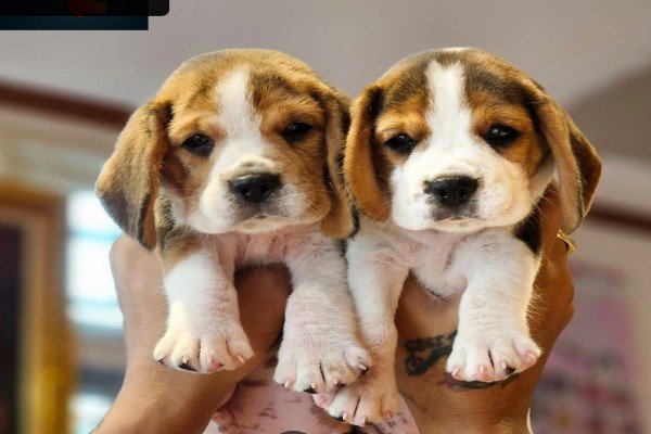 ATS Puppy Store | KCI Regd. Breeder | ISO Certified Pet Shop In Kolkata