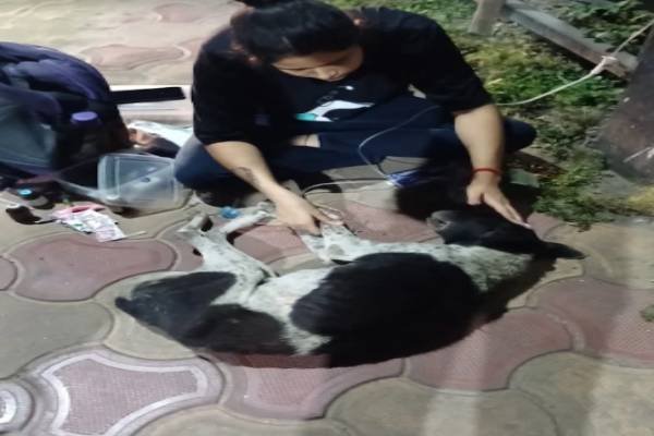 Pet & Animal
