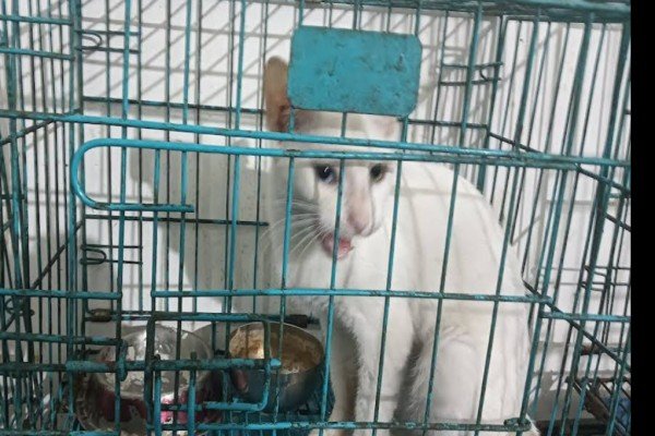 Tulip pet rescue